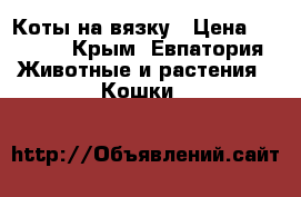 Коты на вязку › Цена ­ 3 000 - Крым, Евпатория Животные и растения » Кошки   